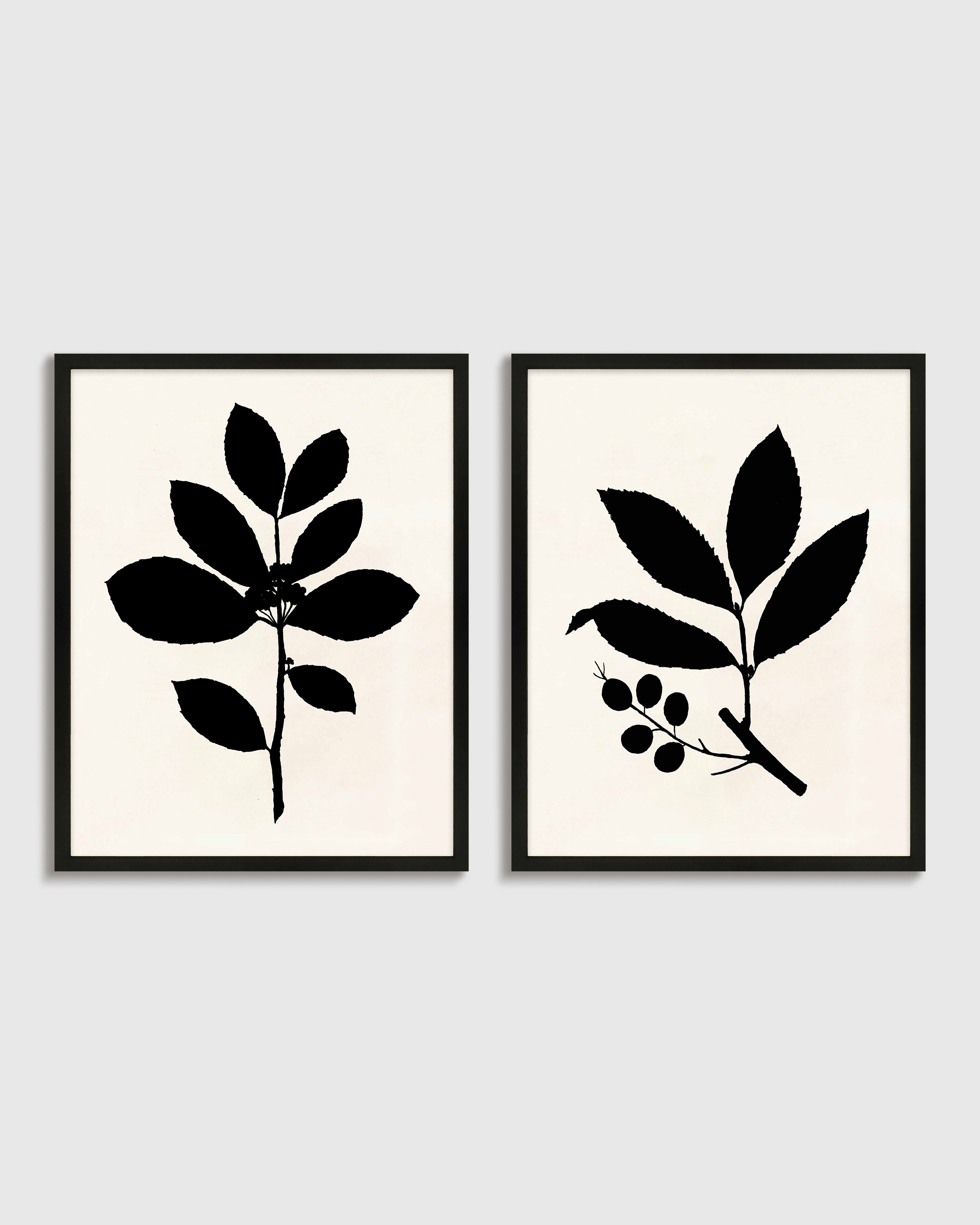 Tea Tree, Cherry Laurel by Philippa Katz (Set of 2)