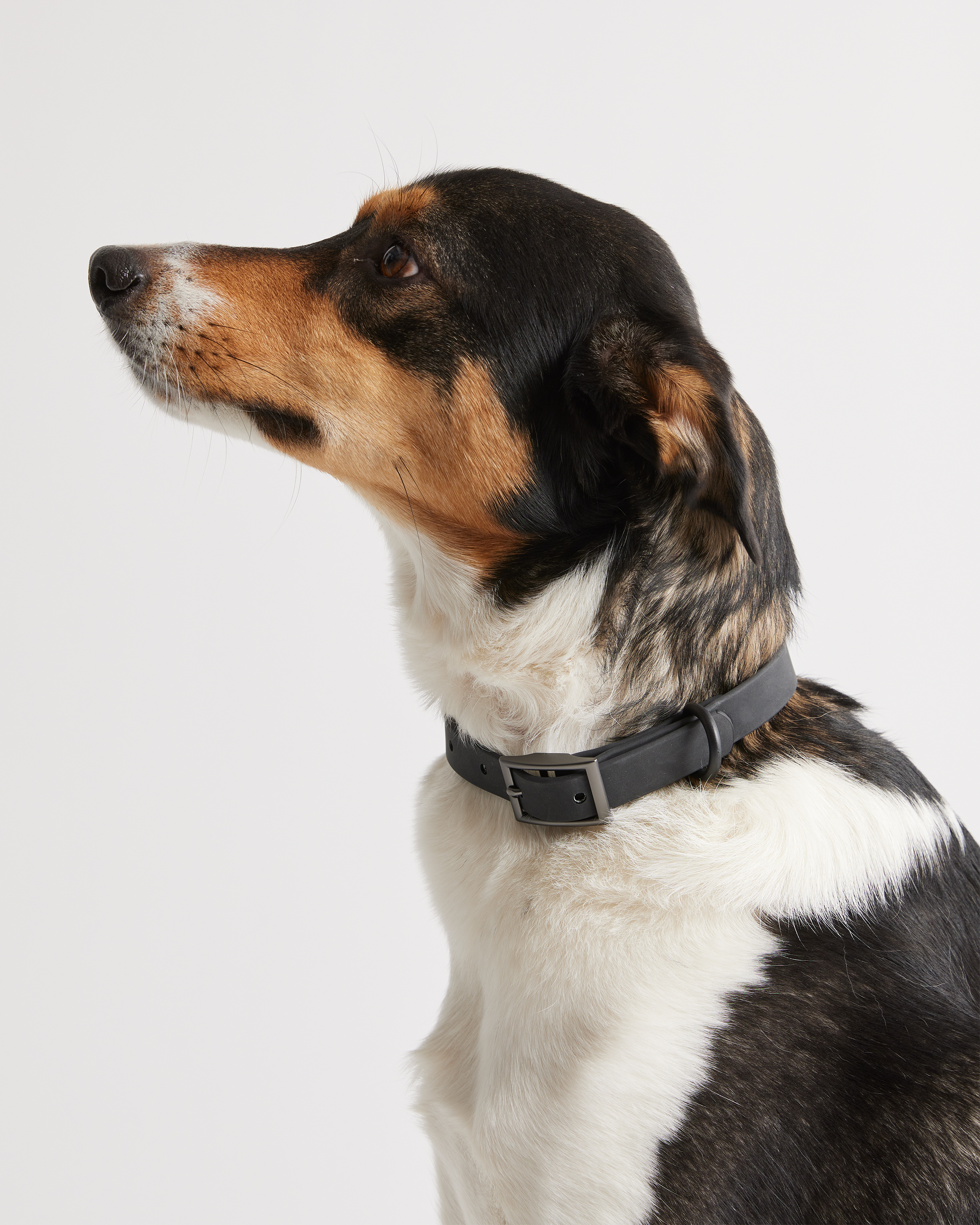 Flex-Poly Dog Collar
