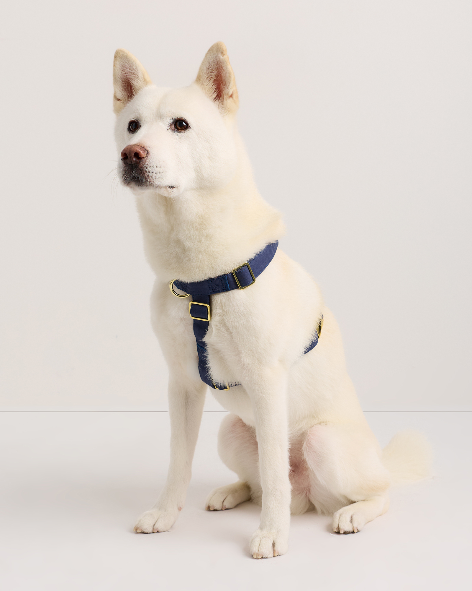 100% Cotton-Wrapped Nylon Dog Harness
